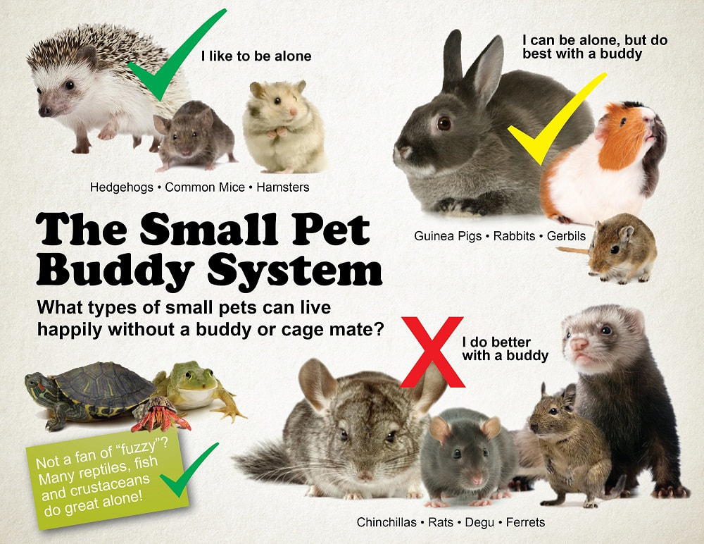 Small Pets & Reptiles - Pride & Groom Pet Shop